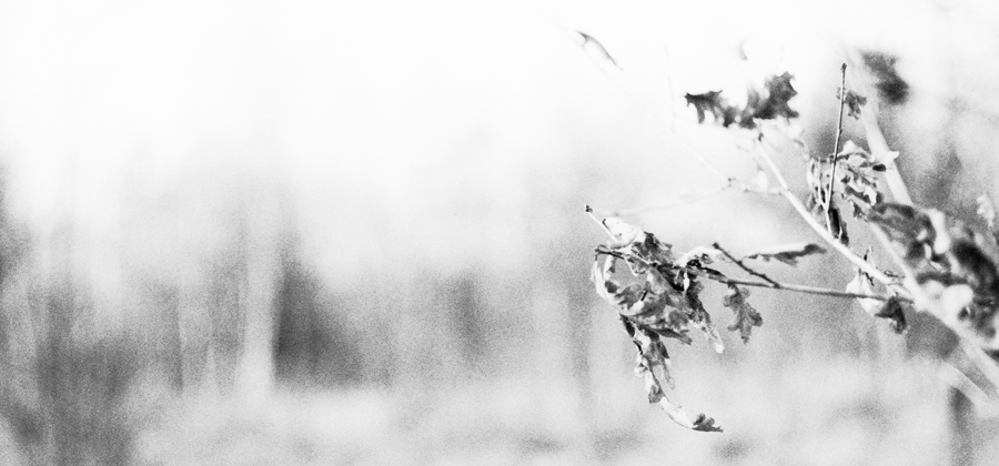 Black and white detail photo of forest