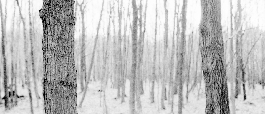 Black and white detail photo of forest