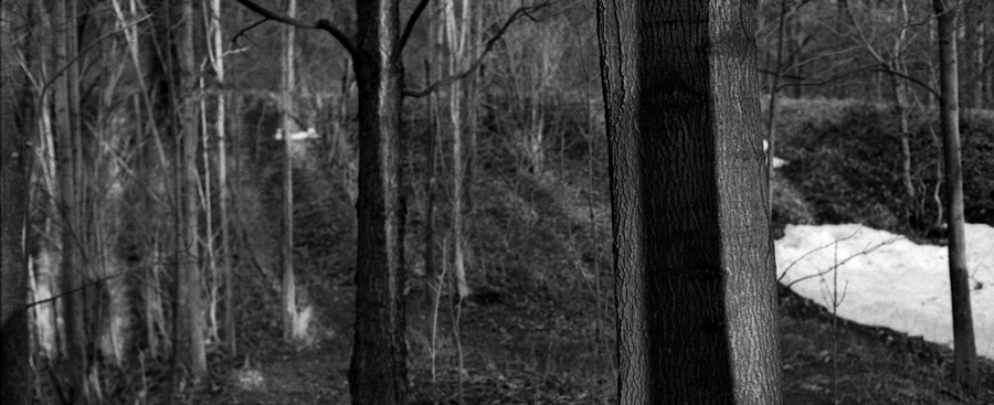 Black and white photo of forest